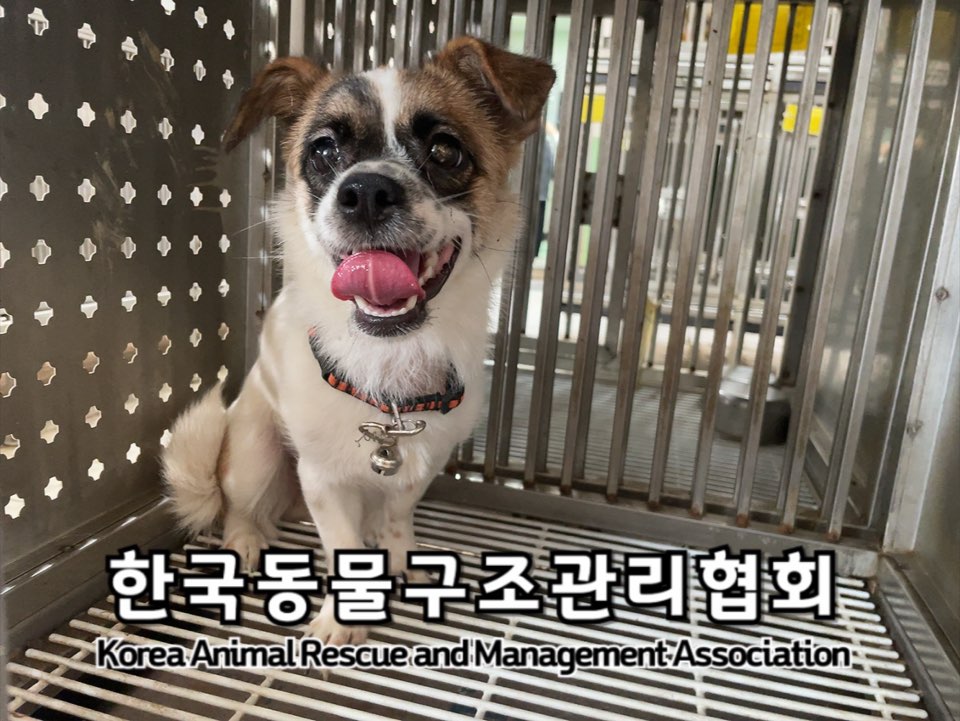 보호중 믹스견의 가…